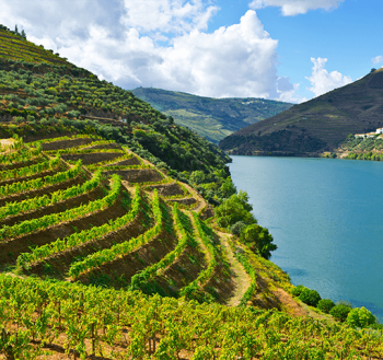 vinhas-douro-2 vinhas-douro-2