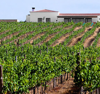 vinhas-herdade-do-esporao-2